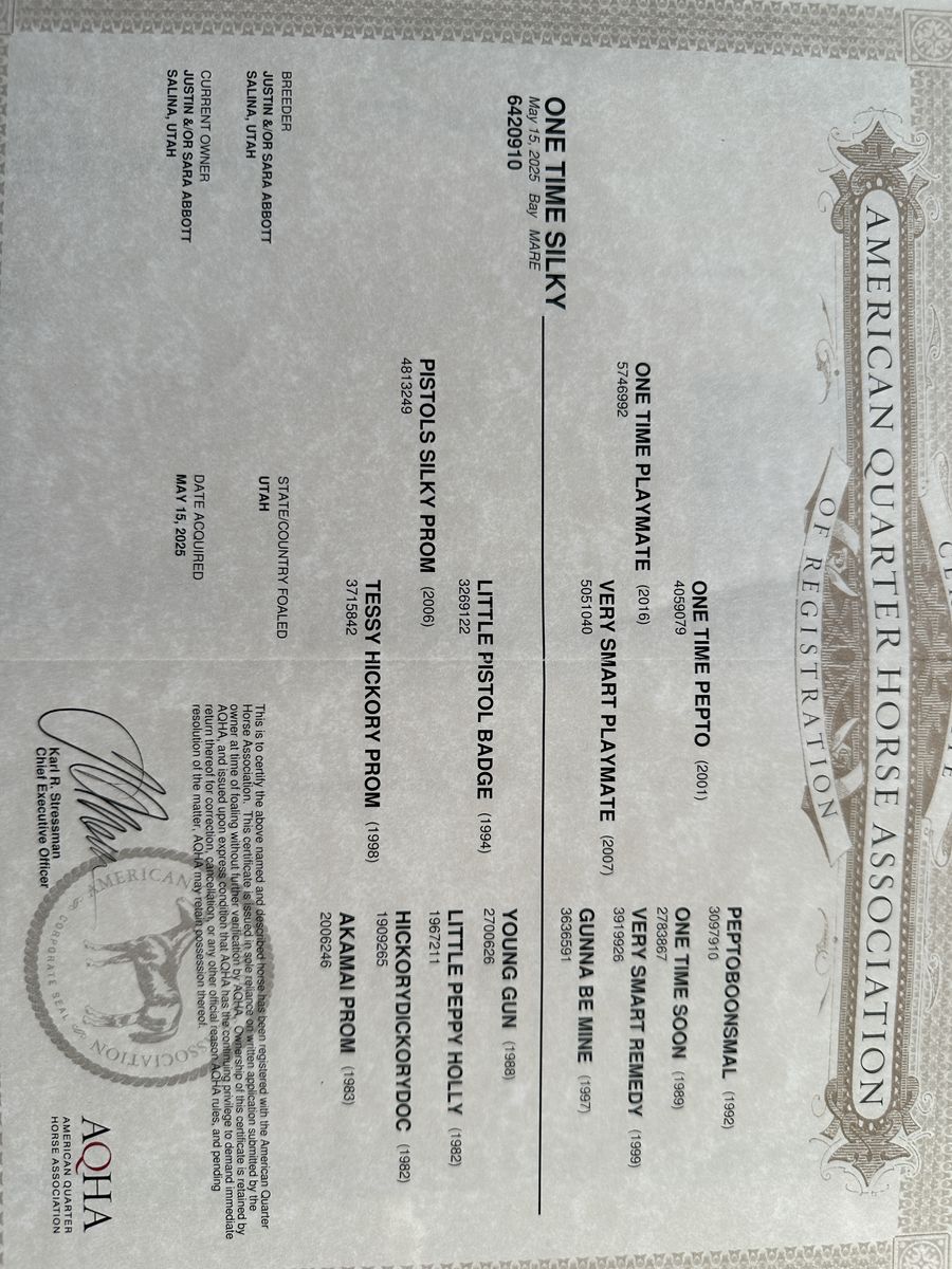 2025 AQHA Filly Cow bred.