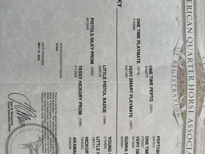 2025 AQHA Filly Cow bred.