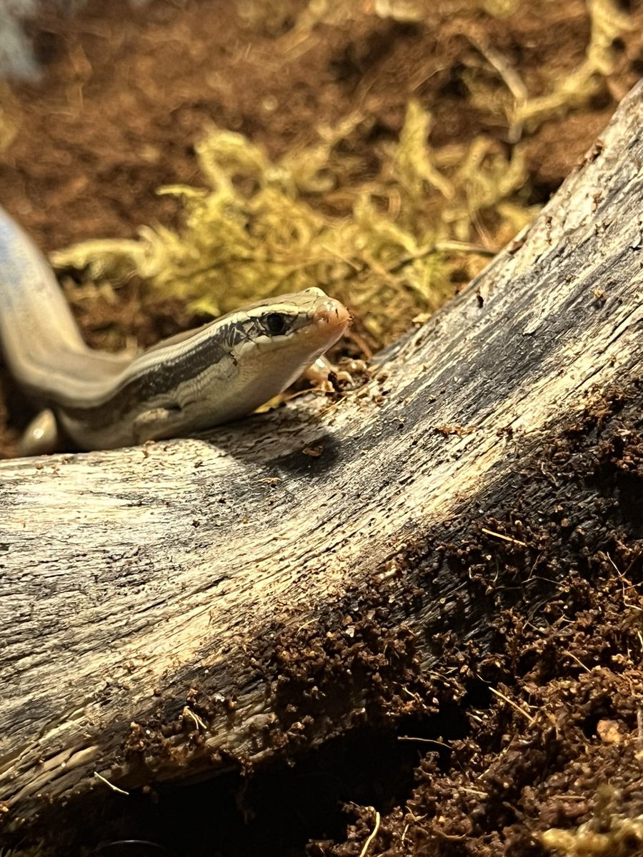 Common Five-lined Skink Boy