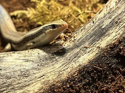 Common Five-lined Skink Boy