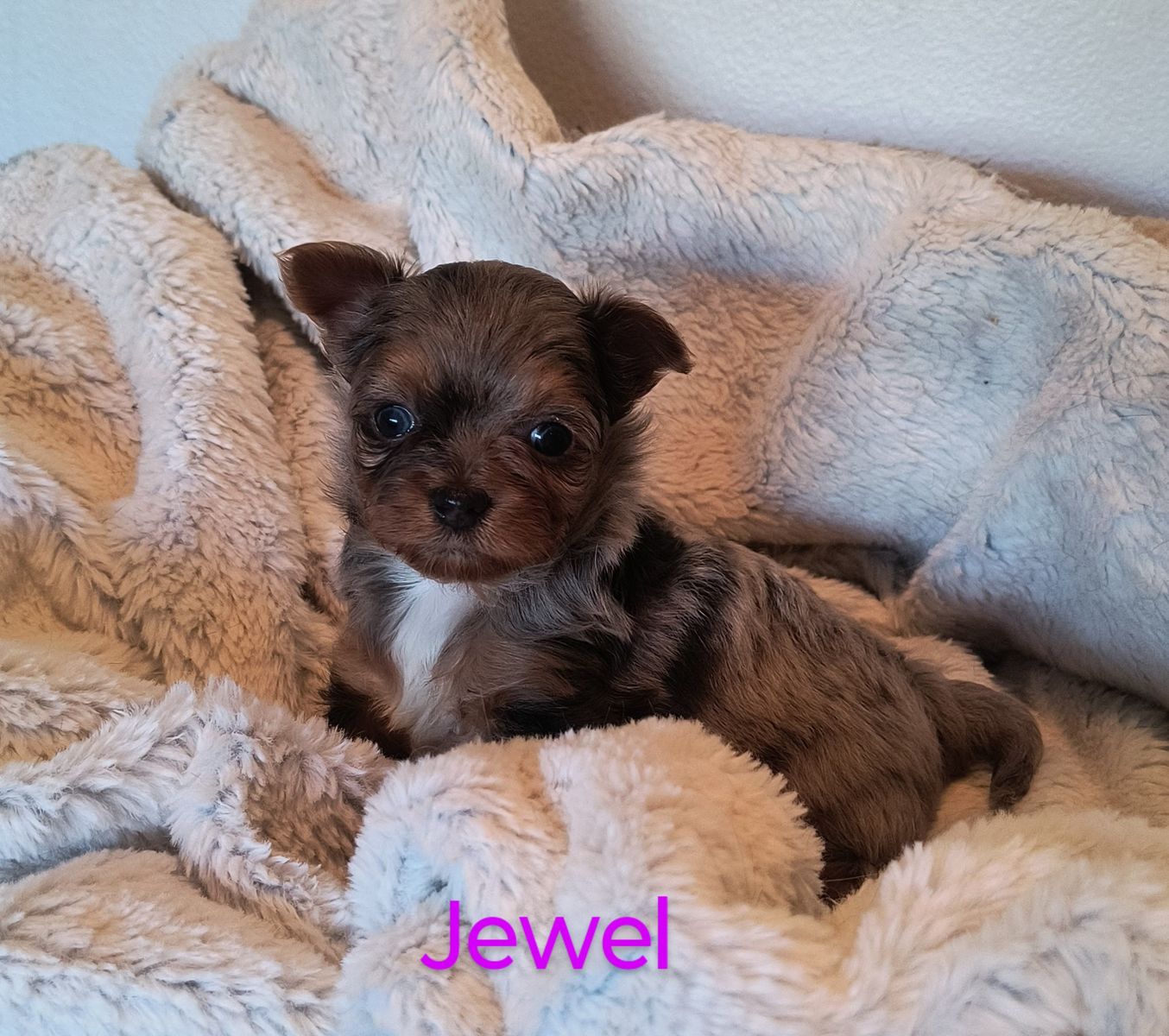Small and Adorable Designer Yorkie Puppies