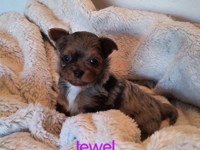 Small and Adorable Designer Yorkie Puppies