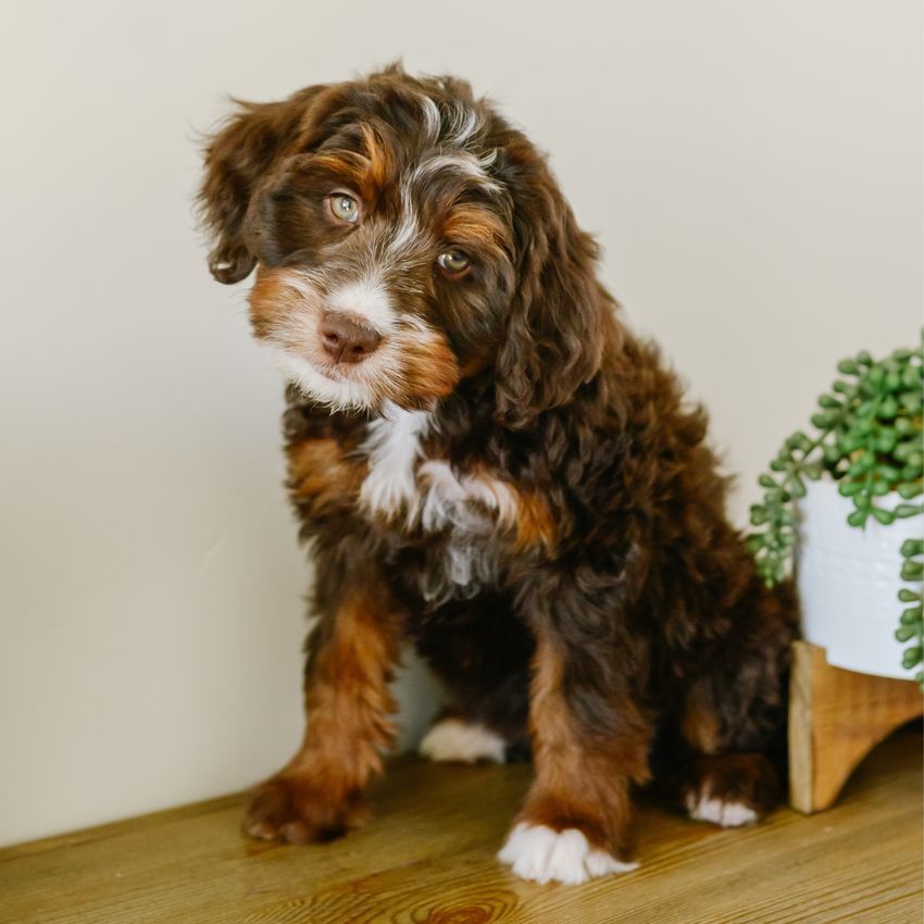 Mini Australian Mountain Doodles (bernedoodle X)