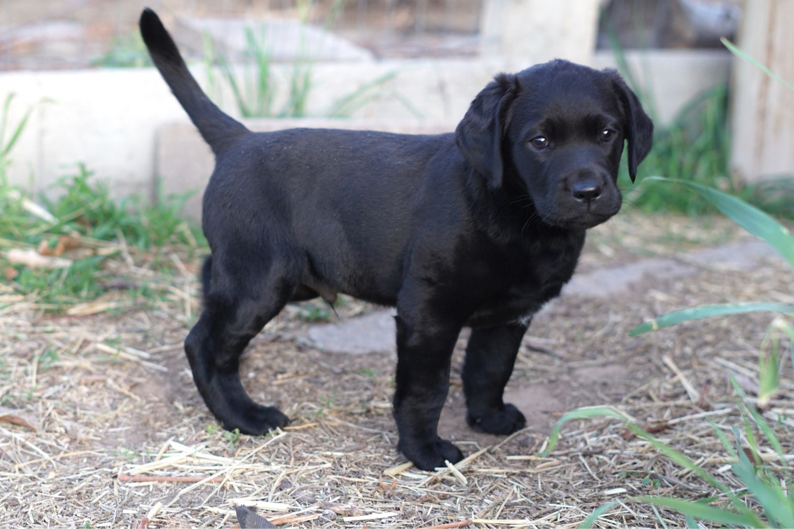 Pure bred male lab pup