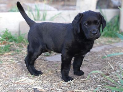 Pure bred male lab pup