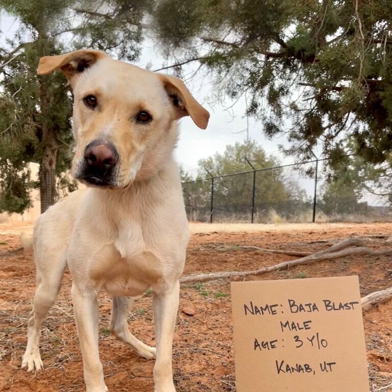 Hello my name is Baja Blast