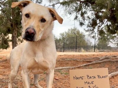 Hello my name is Baja Blast