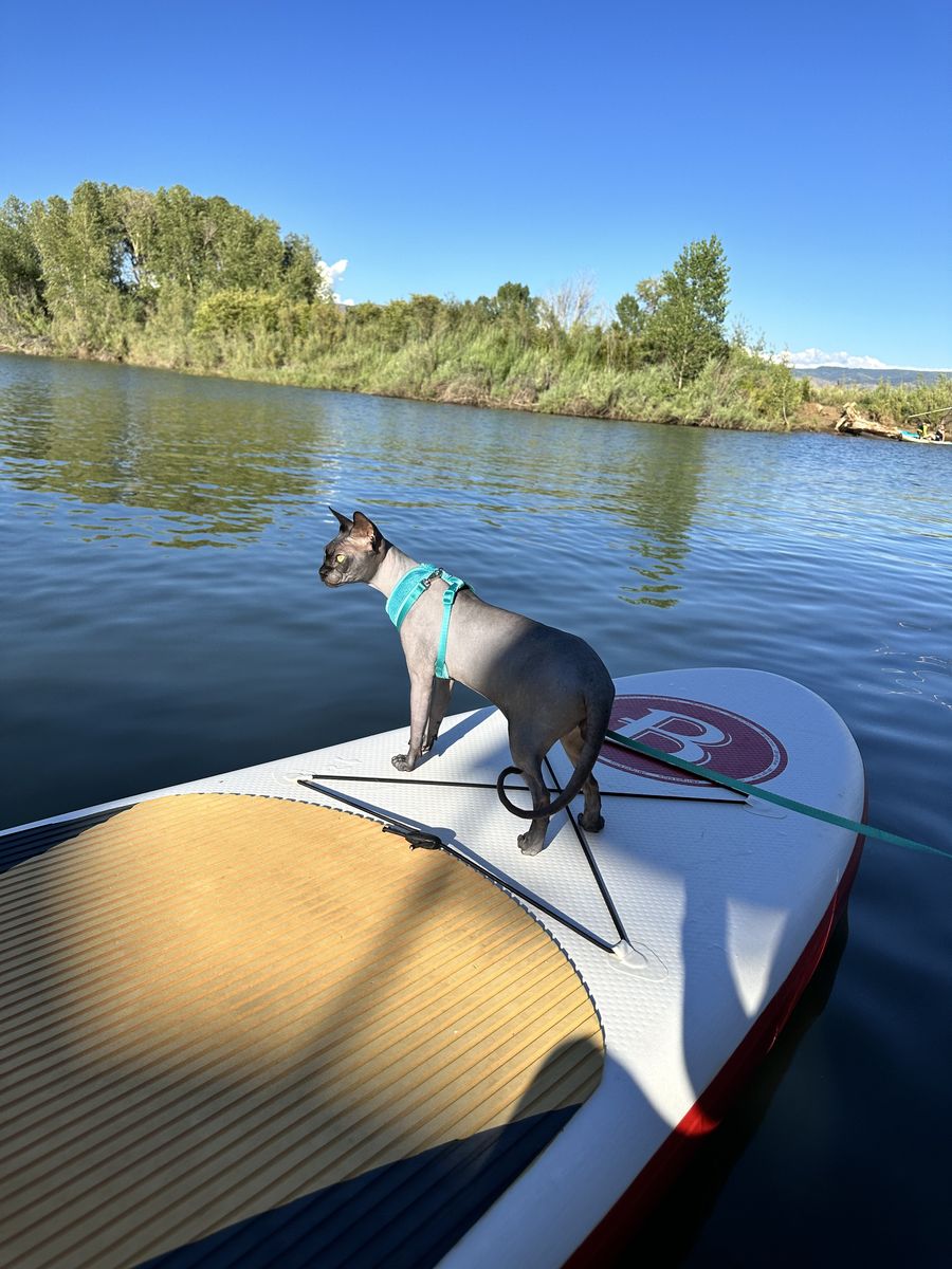 Proven Russian Blue Sphinx Stud (Muffin)