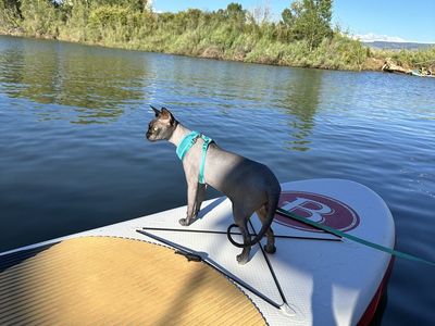 Proven Russian Blue Sphinx Stud (Muffin)