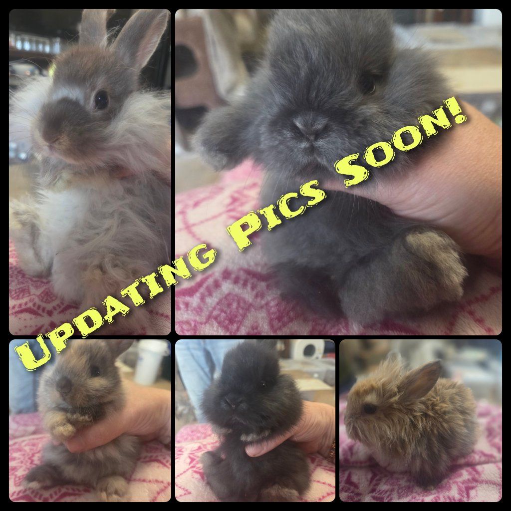 Rehoming Rabbits