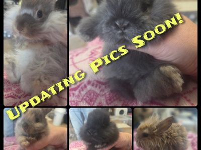 Rehoming Rabbits