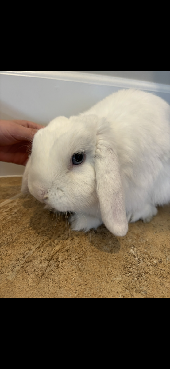 Bunny, female Holland Lop