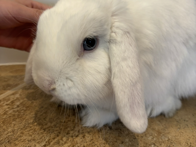 Bunny, female Holland Lop