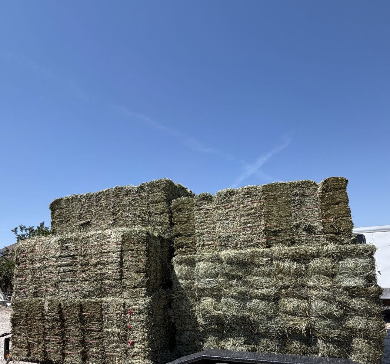 100% orchard grass hay 