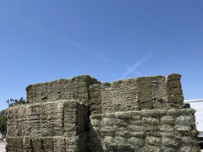 100% orchard grass hay