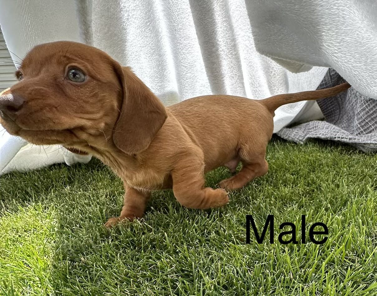 Adorable Mini Dachshund Puppies - Smooth Haired Females and Male Available