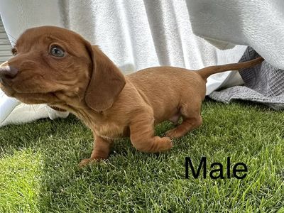 Adorable Mini Dachshund Puppies - Smooth Haired Females and Male Available