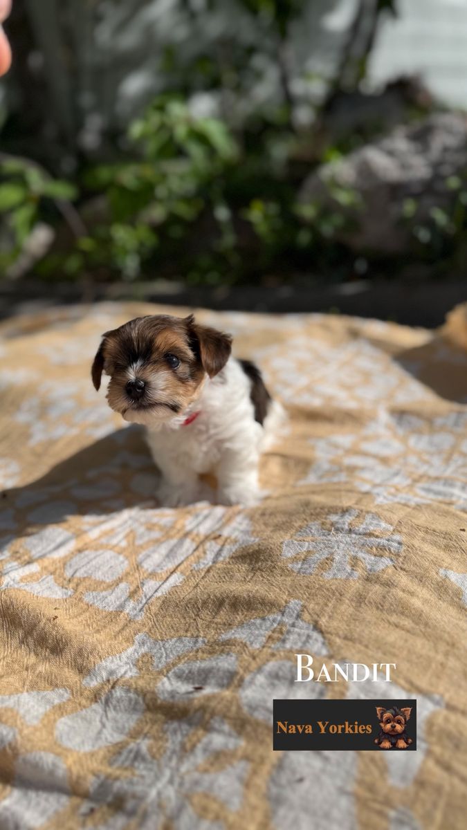 AKC Parti and Gold Yorkie Puppies for Sale