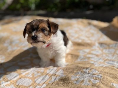 AKC Parti and Gold Yorkie Puppies for Sale