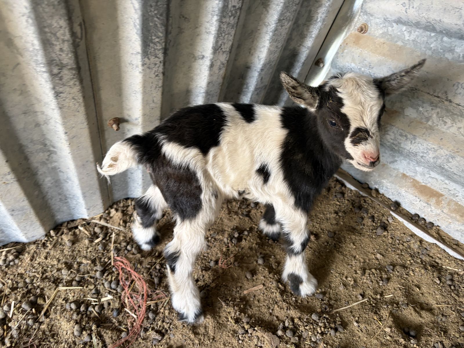 Brand new baby girl goats