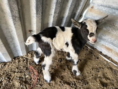 Brand new baby girl goats