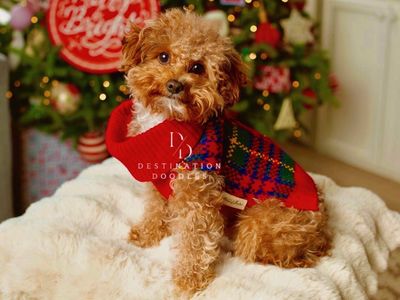 5lb Toy Poodle from Out Of State!