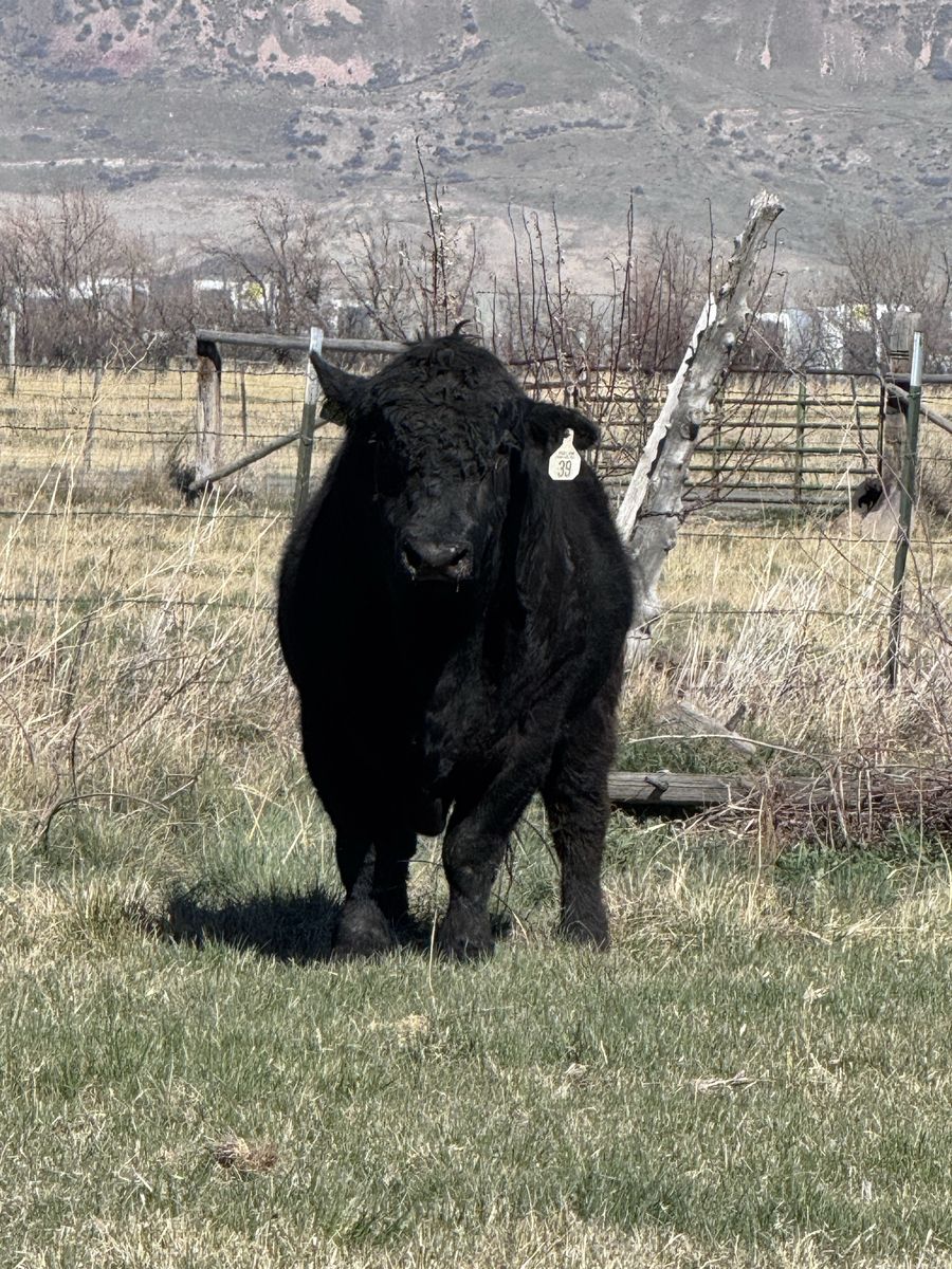 Bull for Lease