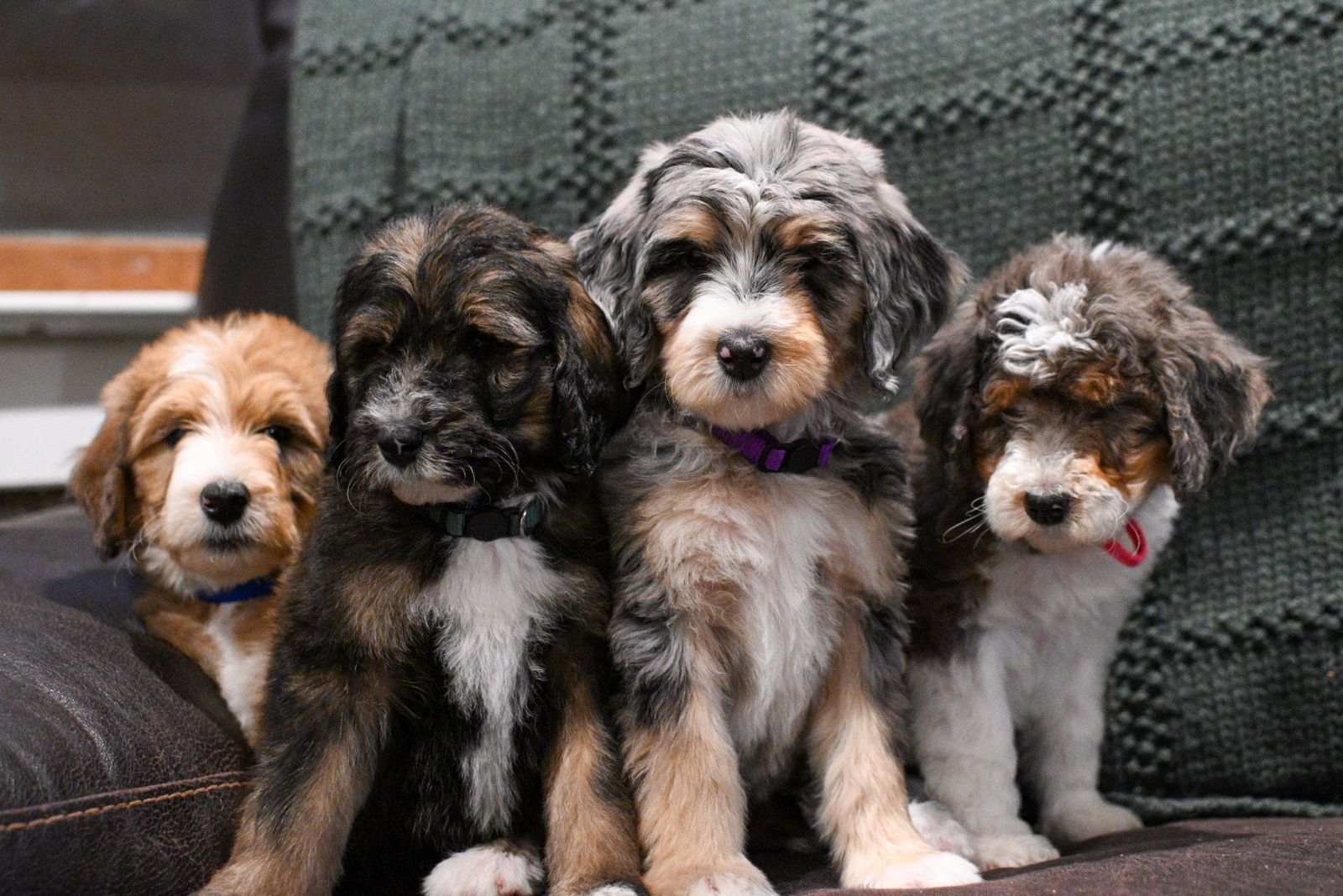 Bernedoodle Puppies ready now