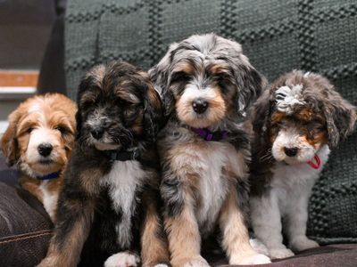 Bernedoodle Puppies ready now