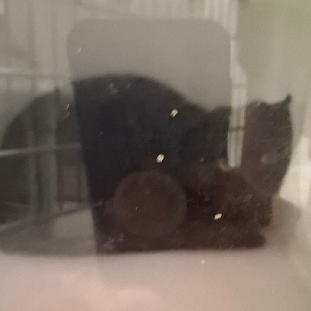 Hello my name is Pilchard