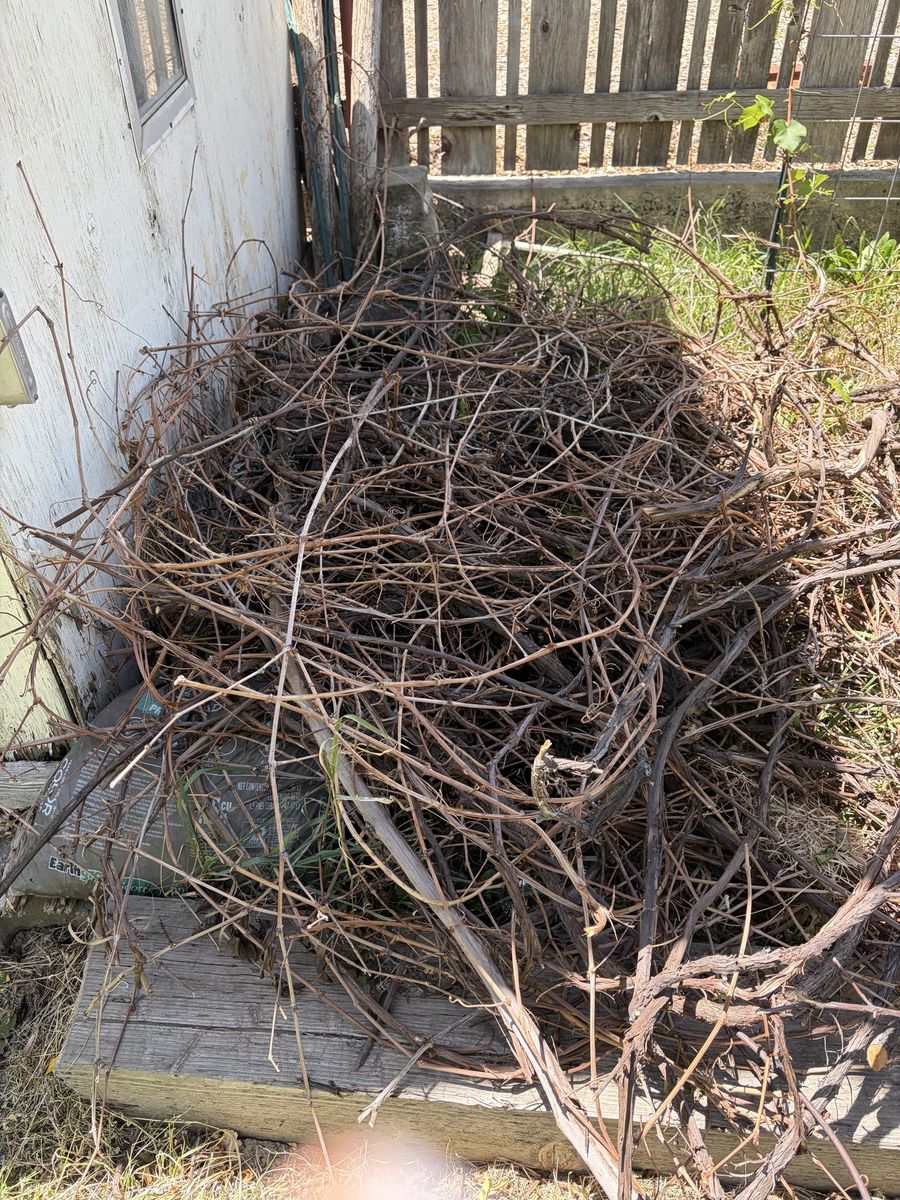 Grape vines