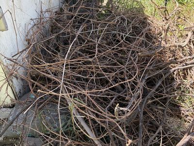 Grape vines