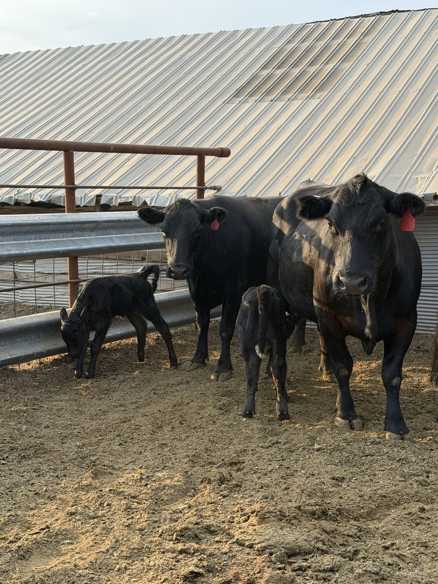 Black Angus Pairs