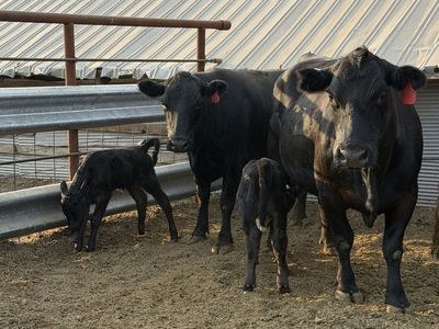 Black Angus Pairs