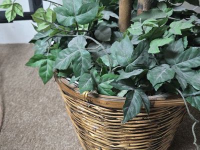Artificial Ficus Trees