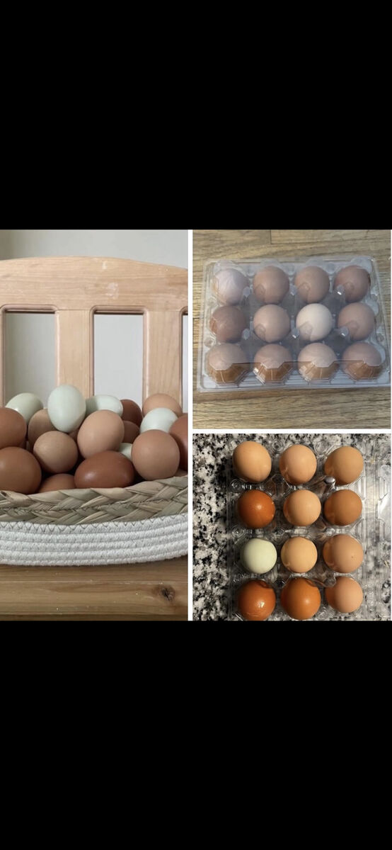 Chicken Eggs for Sale
