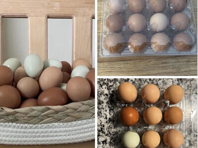 Chicken Eggs for Sale