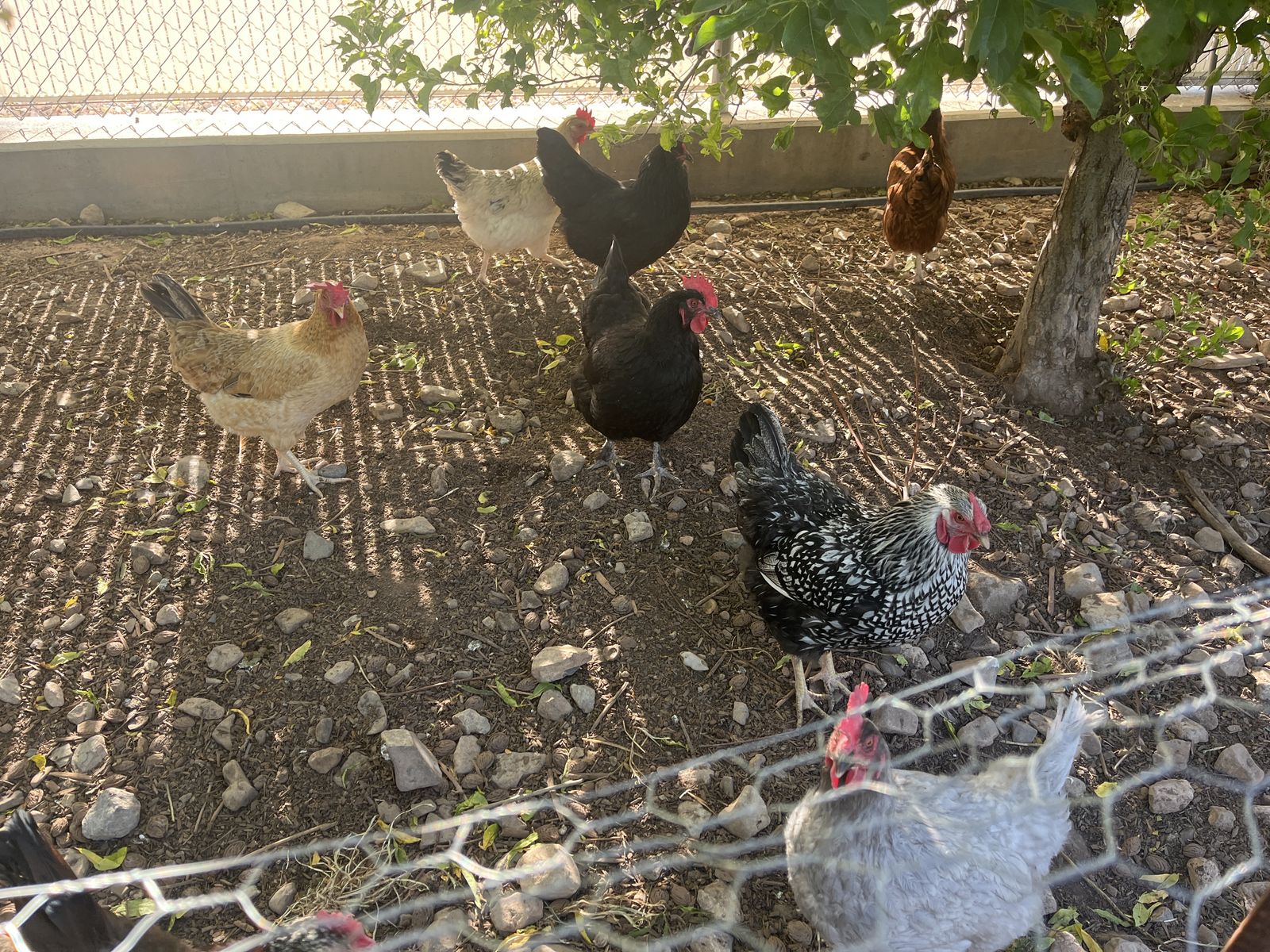 Laying Hens $5 and free Rooster