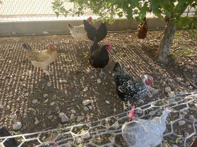 Laying Hens $5 and free Rooster