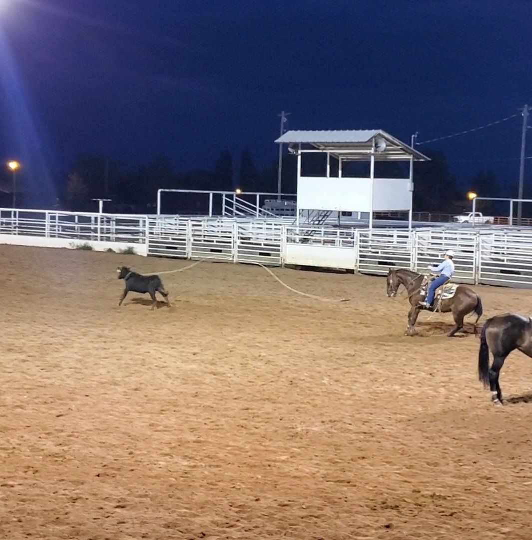 12 yr old Registered Gelding - Rope and Ranch horse Deluxe