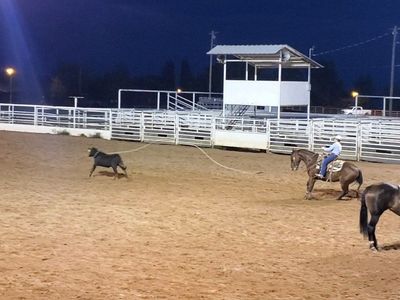 12 yr old Registered Gelding - Rope and Ranch horse Deluxe