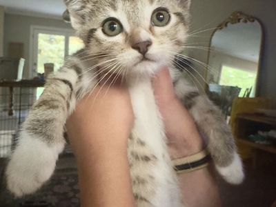 Kittens - three left!!