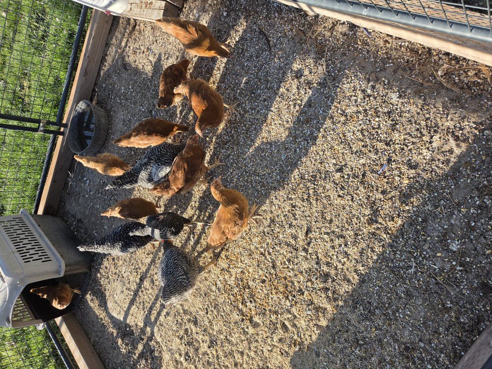coop ready poulets