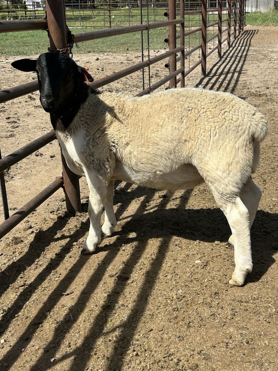 Pure bred Dorper ram