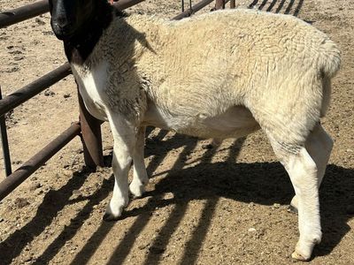 Pure bred Dorper ram