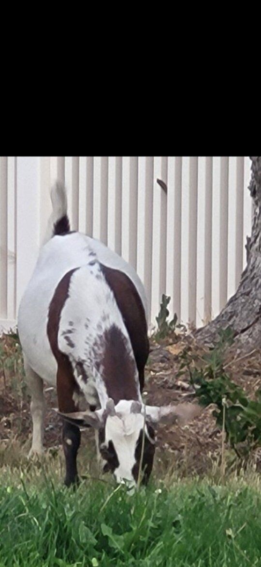 , SWEET 3 YR DOE HAD 3 IN DEC- BREEDER ---1 YR DOE HAD 3 DOES IN DEC,