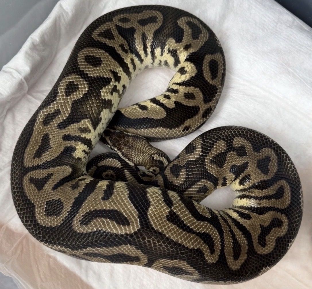 Female Pastel Leopard Ball Python