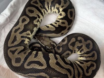 Female Pastel Leopard Ball Python