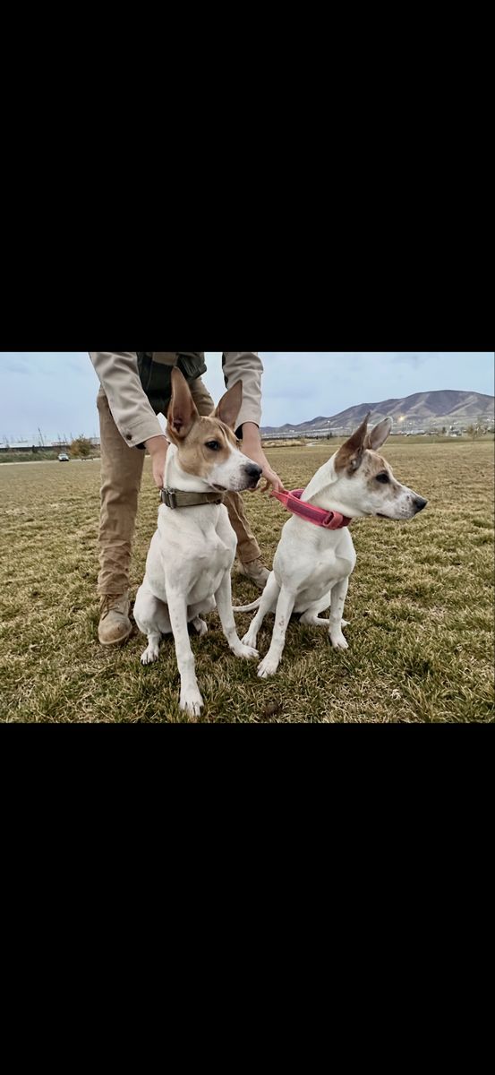 FREE DOGS – MUST GO TOGETHER