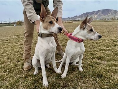 FREE DOGS – MUST GO TOGETHER